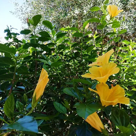 Solandra Λίπαρι