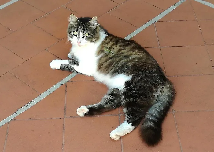 Solandra Σπίτι διακοπών *