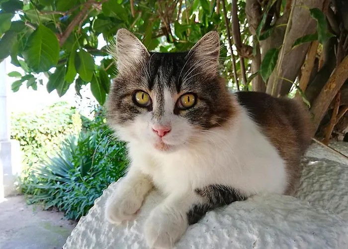 Solandra Lipari (Isola Lipari)