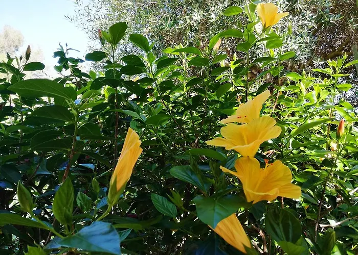 Solandra Lipari (Isola Lipari)